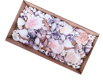 MIXED SEASHELLS Natural Coloured Purple, Pink and White Sea Shells / Mixed Craft Shells for Beach Shell Art Projects & Jewellery Making