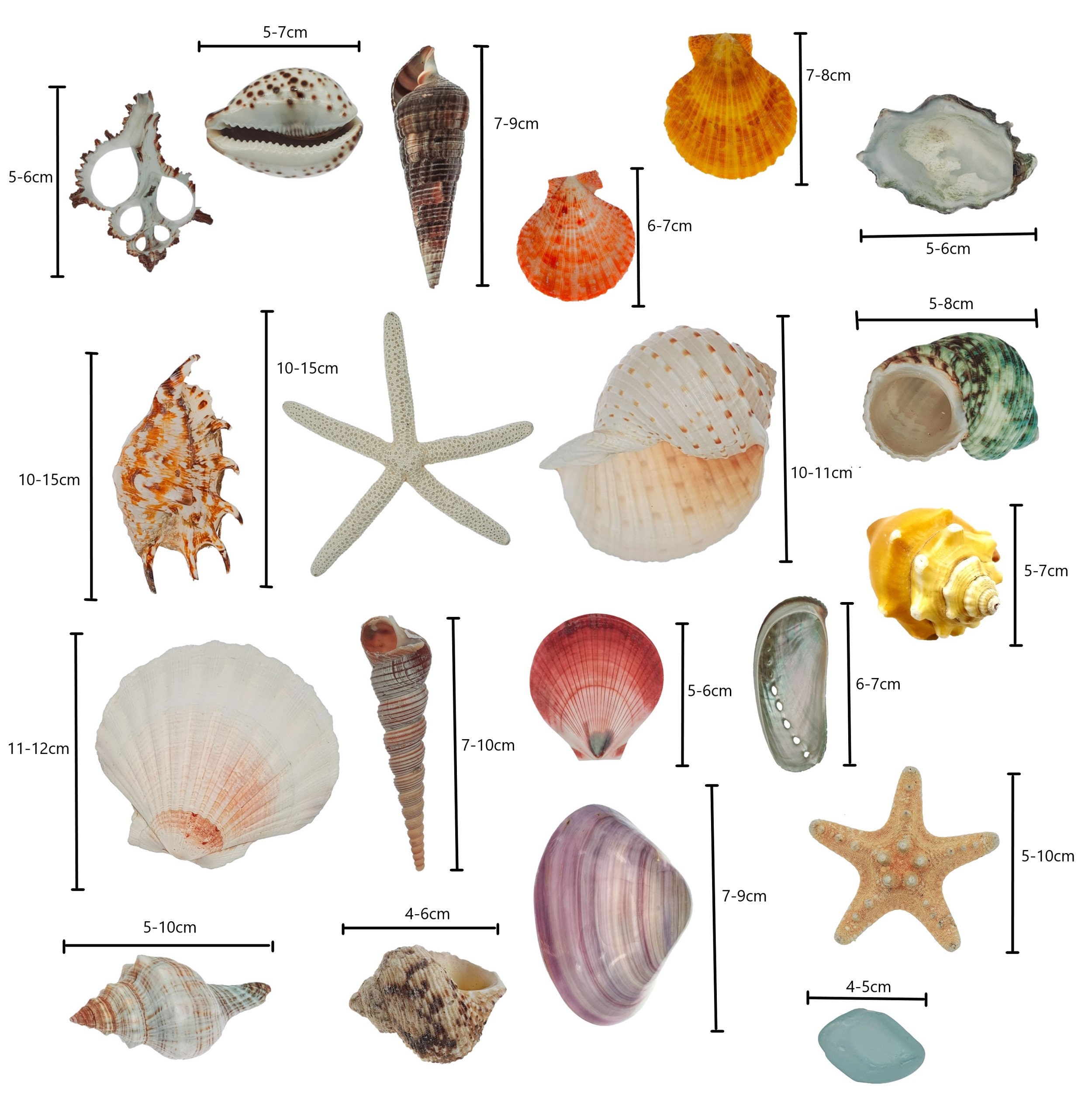 ATLANTIC PEN SHELL 7 INCHES Pawleys Island Seashell for Collectors Beach  Decor
