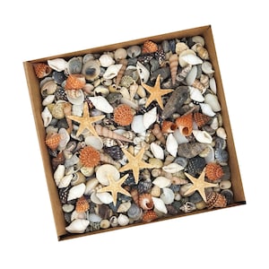 May include: A brown cardboard box filled with a variety of seashells and starfish. The shells are in various colors, including white, brown, orange, and pink. The starfish are all a light beige color.