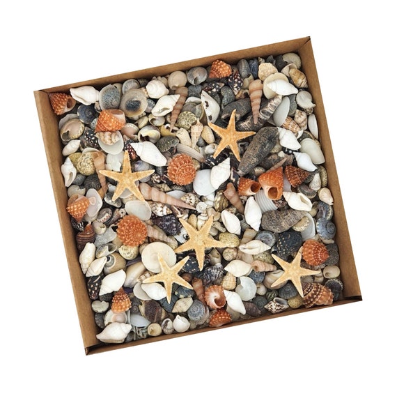 80 Small 'Luxury Craft Mix' mini Sea Shells 1-3cm Craft Beach tiny Jewellery 