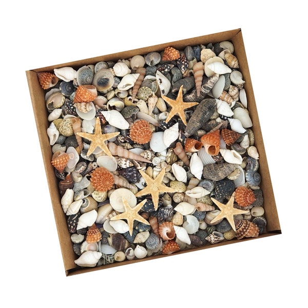 Tiny Mixed Craft Seashells Beach Shells for Fairy Gardens & Mermaid Homes - 150 Small Micro Sea Shells + 5 Micro Starfish (#MR)