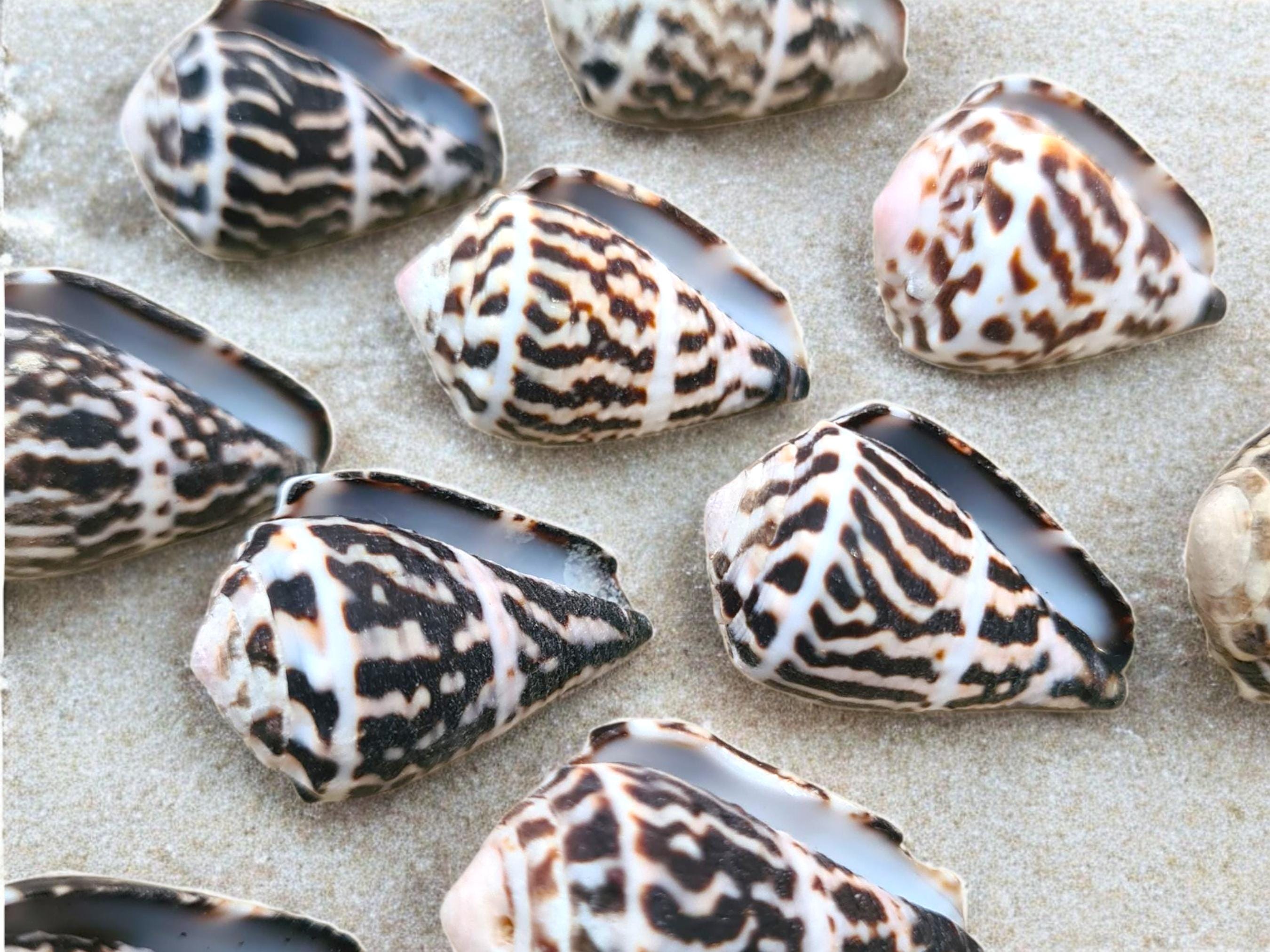 貝殻 Coluzea Juliae il_fullxfull.6906350453_32on.jpg