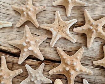 Small Knobbly Starfish 2–4cm, Natural Mini Starfish for Crafts, Beach Wedding Decor, Coastal DIY Supplies, Seashell Starfish Pack