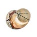 SEASHELL Rare Spiral Shell Polished Sea Shells / Turbo Sarmaticus / 3-4" / Collectable Shell /Coastal Home Accent / Big Hermit Crab Shell image 5