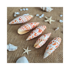 Mitra Episcopalis / Mitra Mitra / Oranje en witte spiraalvormige zeeschelpen / Verzamelbare schelp / Oranje schelp / Bisschoppelijke verstek