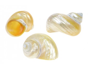 Turbo Goldmouth Polished Seashell / Turbo chrysostomus / 3-4 cm / Goldmouth Turban / Shell Craft / Jewelry Sea Shell Supplies