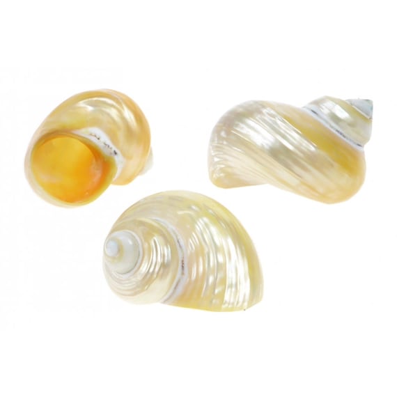 Turbo Goldmouth Polished Seashell / Turbo Chrysostomus / 3-4 Cm