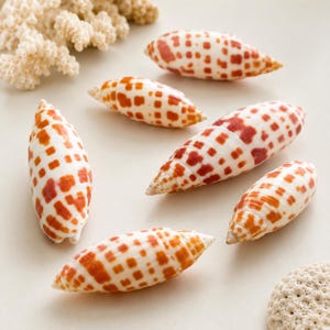 Pode incluir: Uma coleção de seis conchas marinhas alongadas e fusiformes com um padrão distinto de manchas quadradas castanho-avermelhadas sobre um fundo creme, acompanhadas por dois pedaços de coral ramificado texturizado de cor branco-sujo.