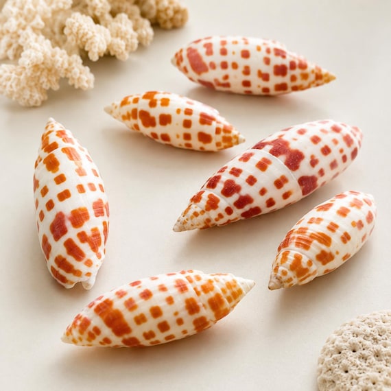 ミトラ・エピスコパリス貝殻 7-8cm、ミトラミトラ貝殻、オレンジと白の