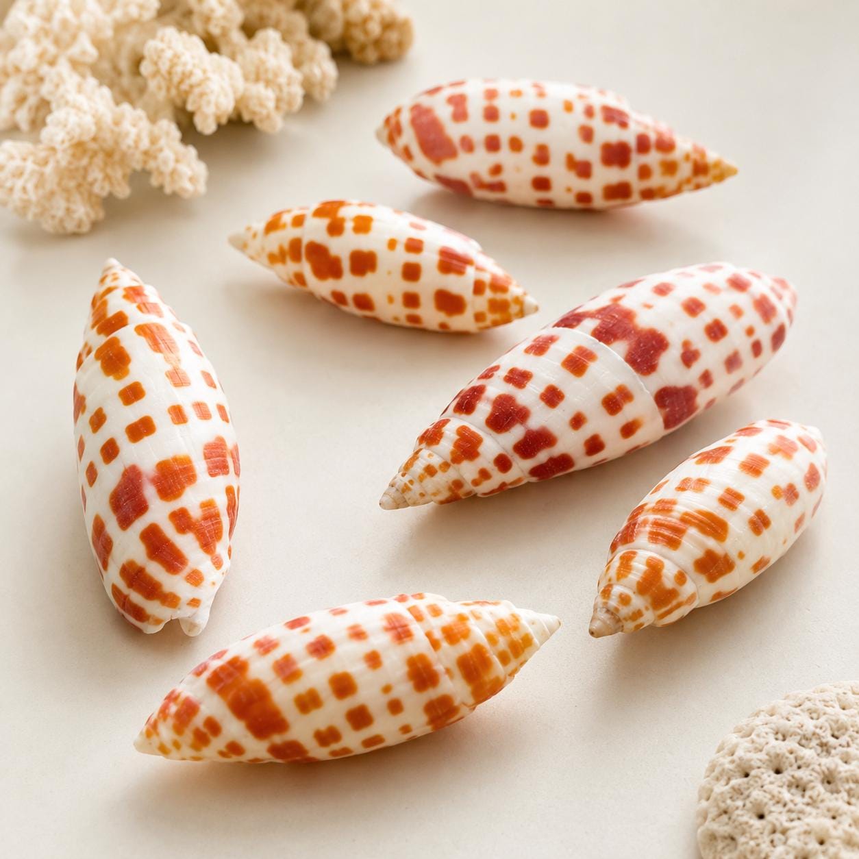 ミトラ・エピスコパリス貝殻 7-8cm、ミトラミトラ貝殻、オレンジと白の