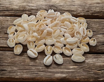 Wholesale Cowrie Shells 50 -500 Shell. Natural Sea Shell, Money Shell Bead, Cut Back No Hole Seashell Bulk Shells Beach. 12mm to 16mm.