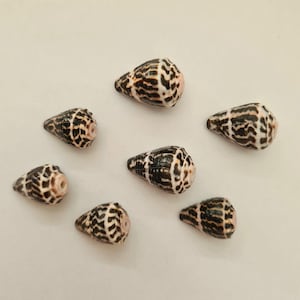 May include: A collection of six cone-shaped seashells, each featuring a distinct pattern of dark brown and black markings against a cream-coloured background. The shells are arranged in a scattered formation, displaying their pointed ends and circular openings.