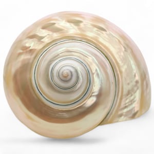 May include: A large, iridescent seashell with a swirling pattern of white, brown, and green. The shell has a smooth, glossy finish and a deep, rounded opening.
