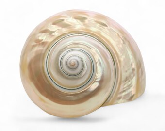Large Pearlized Spiral Turbo Borgese Shell 9-10 cm (4 inches) Wedding Shell for Coastal Chic / Luxury Big Hermit Crab Shell