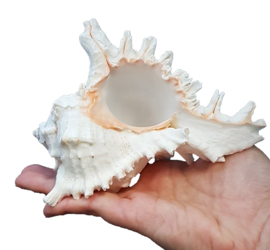 Murex Ramosus Shell Large Natural Sea Shells Real Huge Ocean Conch Décor  Seashell Display For Table Perfect For Wedding Decor - Shells & Starfishes  - AliExpress