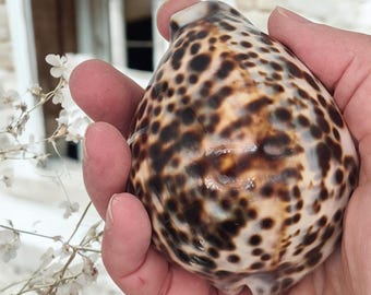 XLタイガータカラガイ貝殻 | プレミアム品質 | 3-3/4インチ - 4インチ