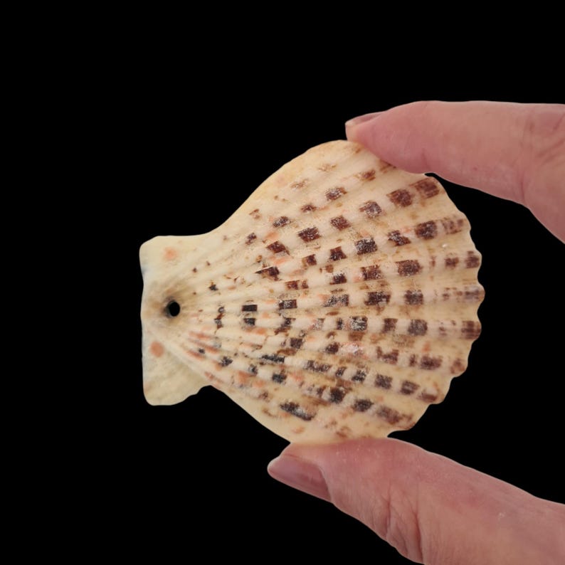 K&ouml;nnte beinhalten: Beige-braune Muschel mit Loch, vor schwarzem Hintergrund. Die Muschel hat eine strukturierte Oberfl&auml;che mit einem gitterartigen Muster aus braunen Flecken. Die Muschel wird von den Fingern einer Person gehalten.
