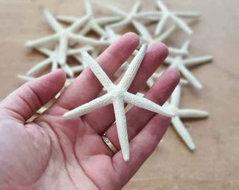 Pointer Starfish - Pack of 25 White Finger Starfish Sea Stars Sea Ocean Art Crafts Decor 5-8cm