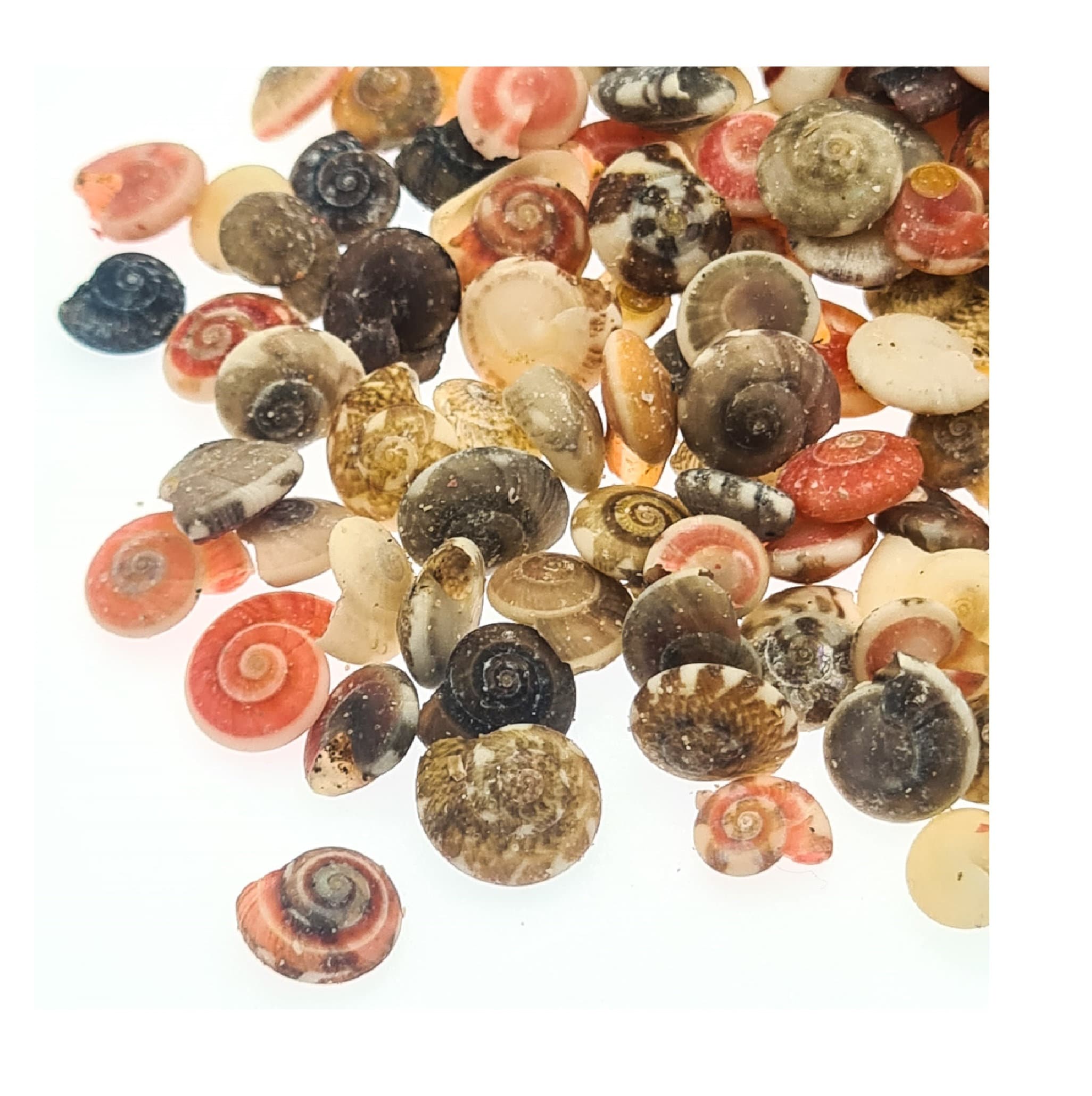  PH PandaHall Sea Shells, 466pcs 15 Style Spiral Shell Beads  Undrilled Tiny Natural Sea Shell Ocean Spiral Seashells Miniature Shells  for Resin Candle Party Wedding Decor Fish Tank Vase Filler, No