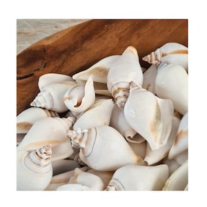 White Canarium Shells - 1 - 20 pcs - Strombus Canarium Seashells - Seashell Supply - Beach Wedding - Craft Seashells - Coastal Home Decor