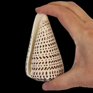 BIG LEOPARD CONE Conus Literatus Collectable Black & White Seashell / Natural Shell Ornament / Coastal Decor / Shell Gift / 10cm (4") Shell