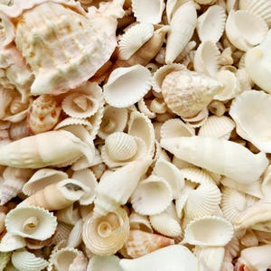Mixed White Sea Shells – Natural Shells for Beach Weddings, Crafts & Decor | 250g, 500g, or 1kg | Beach House Seashell Decor Style