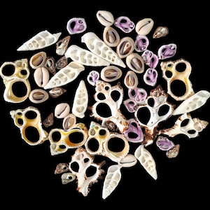 May include: A selection of seashells in white, beige, and purple hues, set against a black backdrop. The shells display diverse shapes and sizes, including spiral, oval, and ring-like designs. Some shells feature detailed patterns and openings.