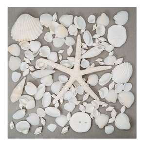 Gemischte WEISSE Muscheln Natürliche Muscheln und Seesterne / Ca. 100 + Craft Muscheln / Strand Muscheln / Hochzeit Muscheln / Aquarium / Muschel Dekor #MW