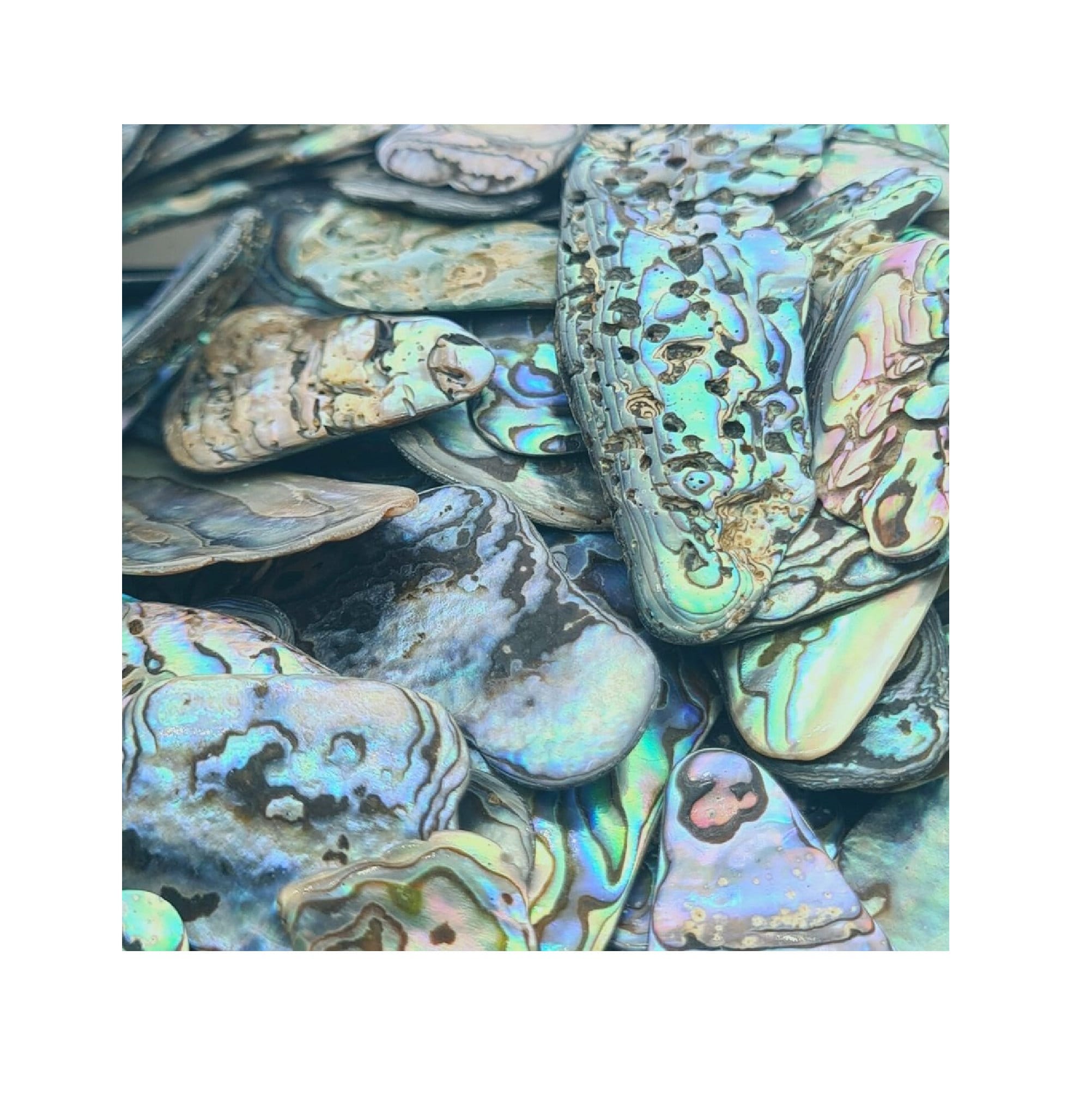 Abalone Paua NZ Shell Pieces 40g / Approx 20 Pcs of Irregular