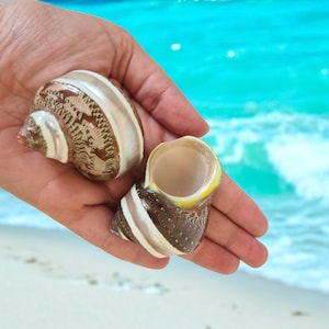 Beach Decor Brown and Green Turbo Petholatus Banded Shells (2 PC) Turbo Shells - Hermit Crab Shell - Seashell Supply -Shells -Beach Wedding