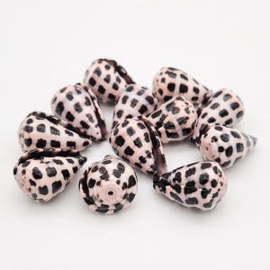 Hebrew Cone Shells Beads, Conus Ebraeus, Drilled Shells , Jewelry Making Shells, Approx 3/4" (1.8-2cm) Wholesale Cone Shells