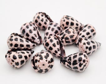 Hebrew Cone Shells Beads, Conus Ebraeus, Drilled Shells , Jewelry Making Shells, Approx 3/4" (1.8-2cm) Wholesale Cone Shells