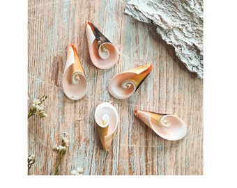 Natural Spiral Craft Sea Shells / Sliced Shells / Bevel Cut / Natural Sea Shells / 4cm / Shell Jewelry Making / Shell Art / Seashell Craft