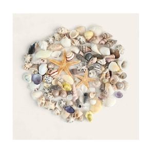 100g gemischte kleine Muscheln + 2 Seesterne - Natürliche Strandmuschel für Strandhandwerk, Harzkunst, Küsten inspirierte Hobbys, Hochzeitsdekor