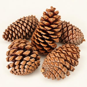 May include: A collection of five natural brown pine cones arranged in a cluster. Each pine cone features a distinct woody texture with overlapping scales, showcasing various shapes and sizes ranging from elongated to rounded forms.