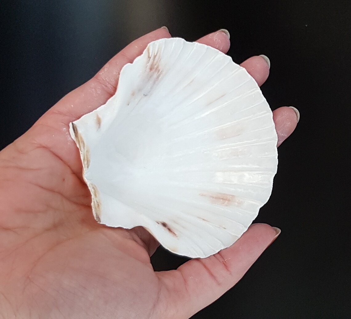 UK Scallop Sea Shells 810cm Natural White Cleaned/Washed Etsy