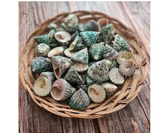 Troca Green Seashells /  Natural Green and White "Turban" Cone shaped Sea Shells / Shell Crafts / Terrarium Shells / Hermit Crab Shells