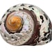 SEASHELL Rare Spiral Shell Polished Sea Shells / Turbo Sarmaticus / 3-4" / Collectable Shell /Coastal Home Accent / Big Hermit Crab Shell image 3