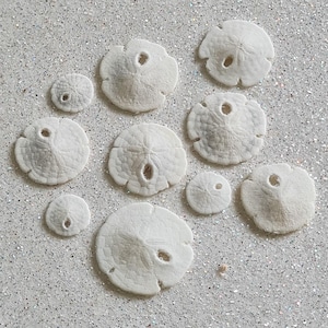 May include: A collection of ten white sand dollars of varying sizes. The sand dollars are arranged on a white, sparkly surface.