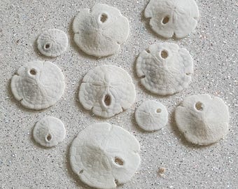 5-50 kleine Pfeilspitzen Sanddollar | 1/4 "-3/4" natürliche Meeresplätzchen für Kunsthandwerk, Harz & Dekor
