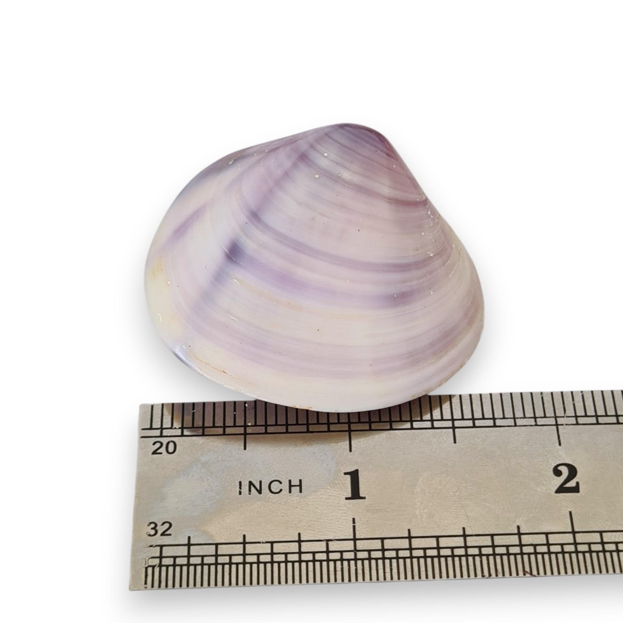 North Quahog Polished Purple Clam Shell Pairs | Set of 6 | Jewelry ...