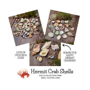 Einsiedlerkrebsschalen - Verschiedene Muscheln - für den perfekten Einsiedlerkrebslebensraum, ein natürlicher Unterschlupf für Einsiedlerkrebse zum Leben, Gedeihen und Verstecken