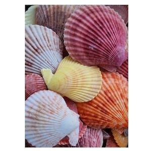 Conchiglia di capesante naturale, ventagli di capesante multicolore, conchiglie di spiaggia, conchiglie colorate per artigianato, arte, collage, terrari,