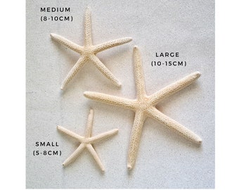 White Starfish  / Natural Sea Stars / Small, Medium or Large Pointer Starfish / Shell Decor / Seaside Nautical Display / Beach Wedding Decor