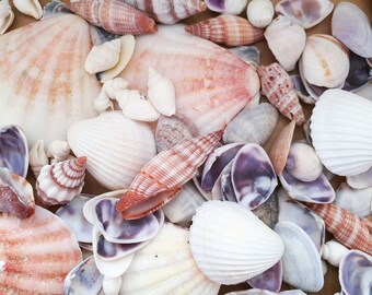 MIXED SEASHELLS Natural Coloured Purple, Pink and White Sea Shells