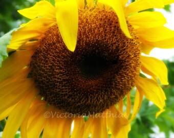 Sunflower Decor Photography yellow spring summer fine art print 5x7 matted 8x10