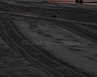 Nautical Beach Decor Sunrise on the beach tracks in the sand fine art photo matted print