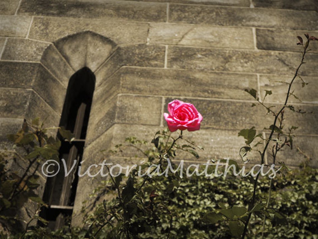 Pink Flower Beauty and the Beast Matted Photo Print Fine Art Etsy