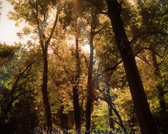 Summer trees warm sun fine art photo print