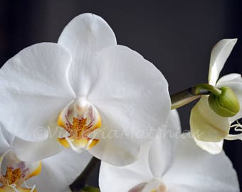 White orchid fine art photography photo print matted wall decor